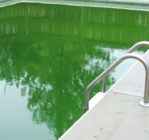 Agua verde en piscinas. Algas