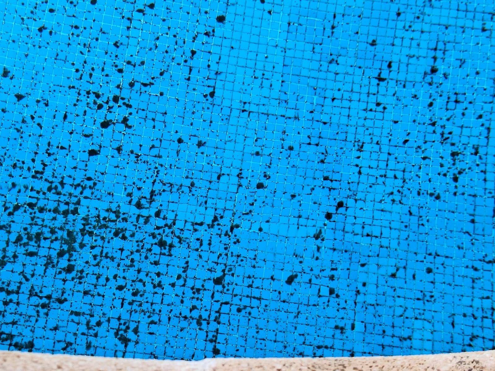 Algas negras en piscina