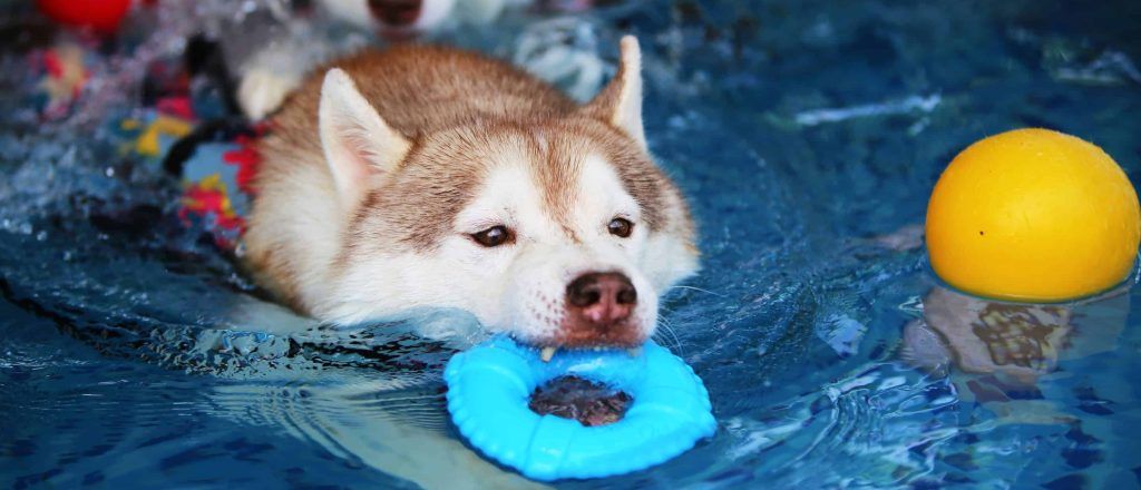 Perros jugando en piscina