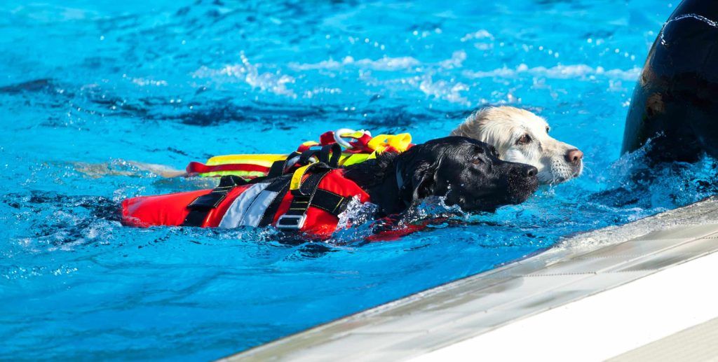 Perros nadando con chaleco salvavida en piscina